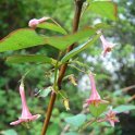 Lonicera gracilipes 'Grandis' P6
